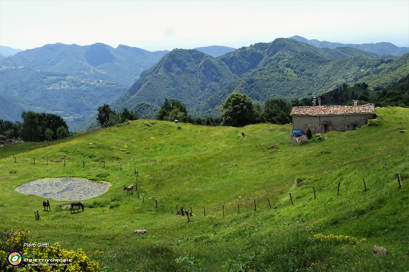 50 Io riprendo il mio cammino , gli asinelli tornano a brucare l'erba.JPG